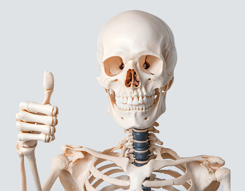 Your Skeleton’s Secrets What Are the Weakest and Smallest Bones