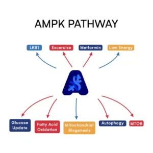 AMPK Pathway