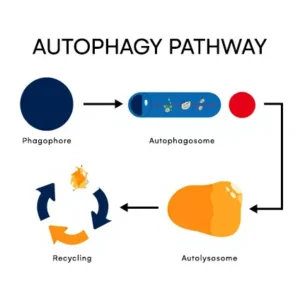 Autophagy Pathway