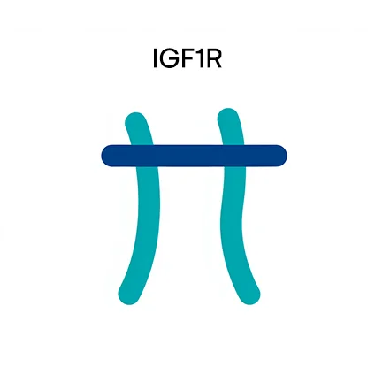 IGF1R gene