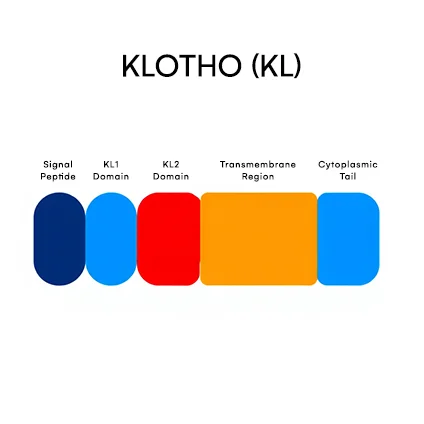 KLOTHO (KL) gene
