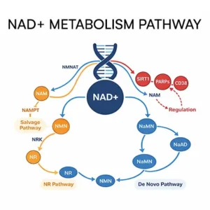 NAD+ Metabolism Pathway