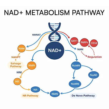NAD+ Metabolism Pathway