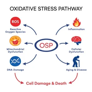Oxidative Stress Pathway