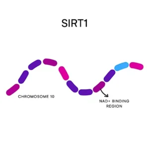 SIRT1 gene