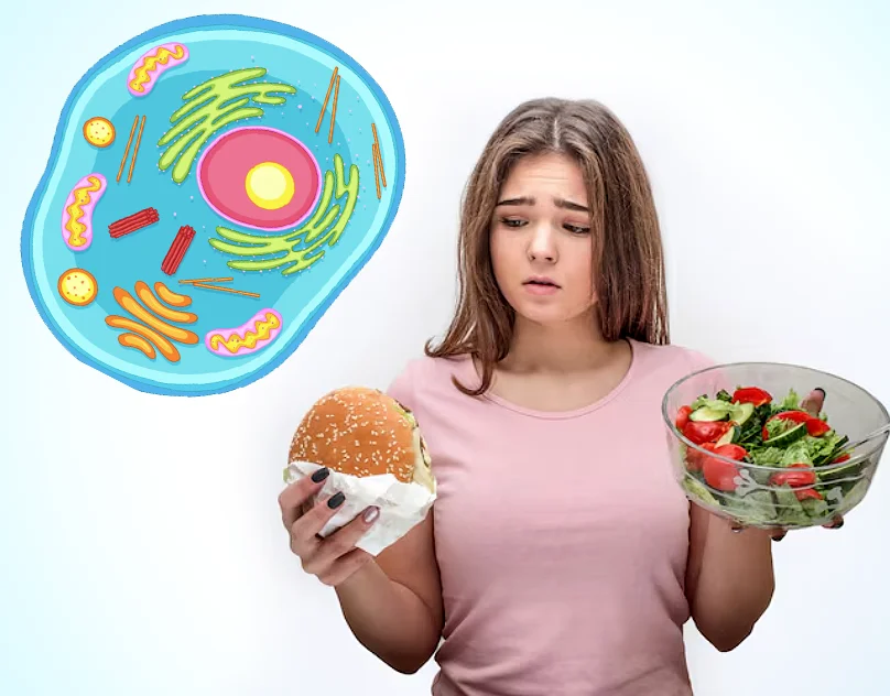 What cellular stress response means mob