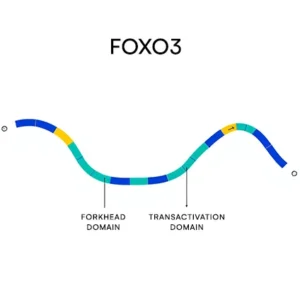 foxo3 gene