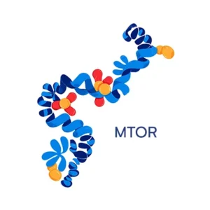 mtor gene