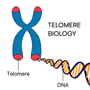 telomere biology