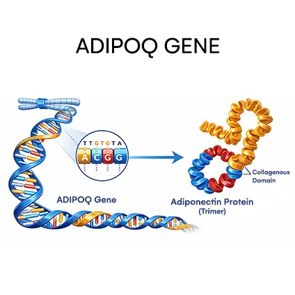 ADIPOQ Gene