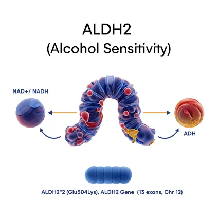 ALDH2 (Alcohol sensitivity)