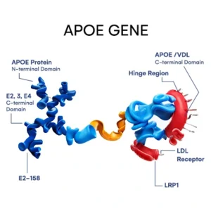 APOE gene