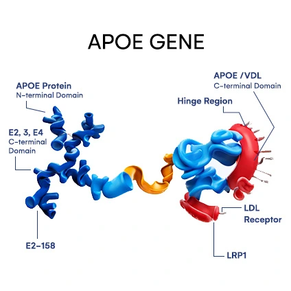 APOE gene