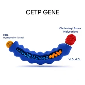 CETP Gene