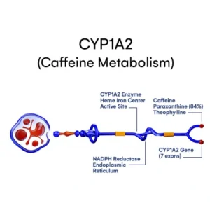 CYP1A2 (Caffeine metabolism)