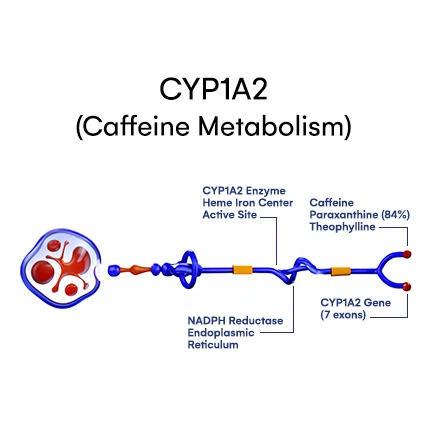 CYP1A2 (Caffeine metabolism)