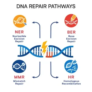 DNA Repair Pathways