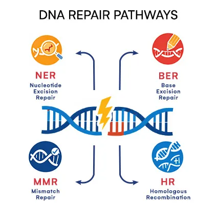 DNA Repair Pathways