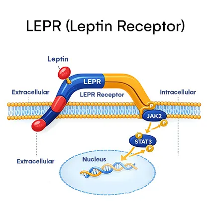 LEPR (Leptin receptor)
