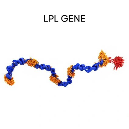 LPL Gene