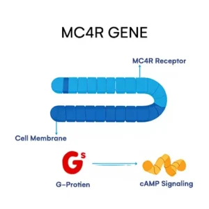 MC4R gene