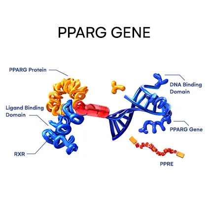 PPARG Gene