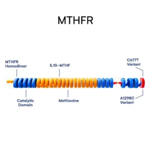 mthfr