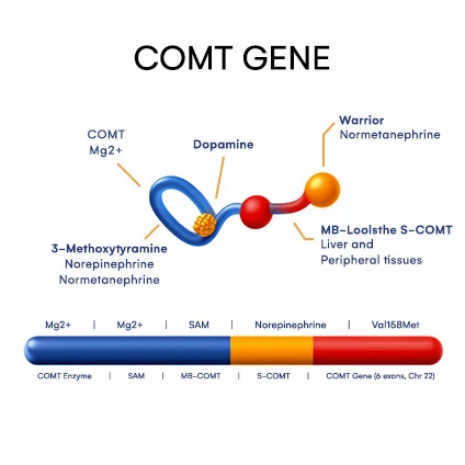 COMT gene