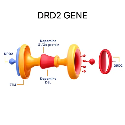DRD2 gene