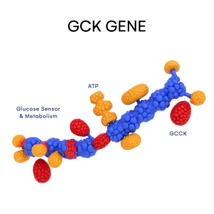 GCK Gene