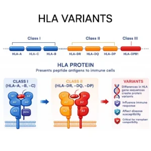 HLA Variamt