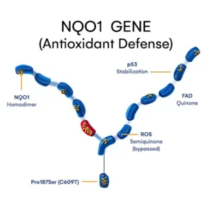 NQO1 Antioxidant defense
