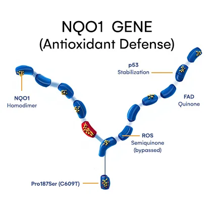 NQO1 Antioxidant defense