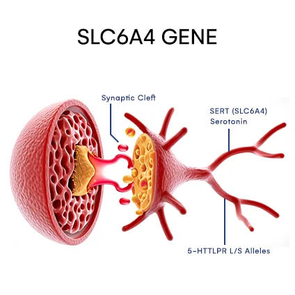 SLC6A4 gene in a webp image