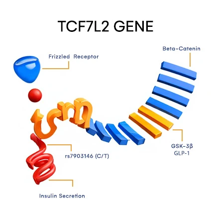 TCF7L2 Gene