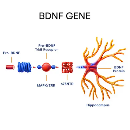 BDNF Gene