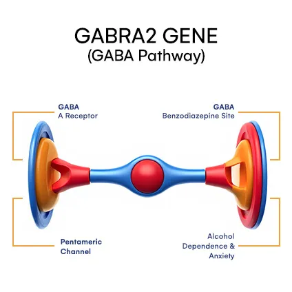 GABRA2 (GABA pathway)