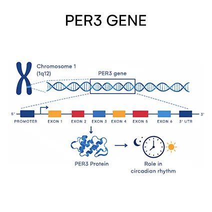 PER3 Gene