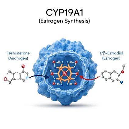 CYP19A1 (Estrogen synthesis)