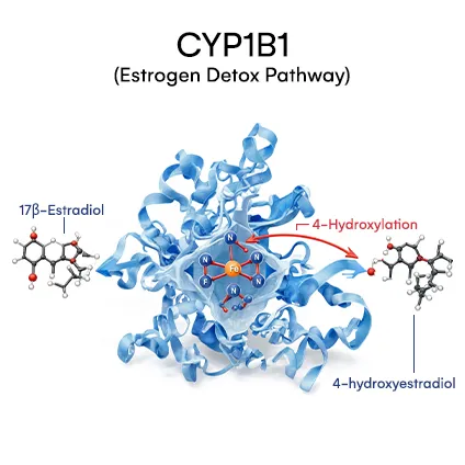 CYP1B1 (Estrogen detox pathway)