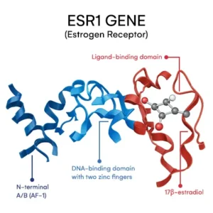 ESR1 shapes how sensitively your cells respond to estrogen