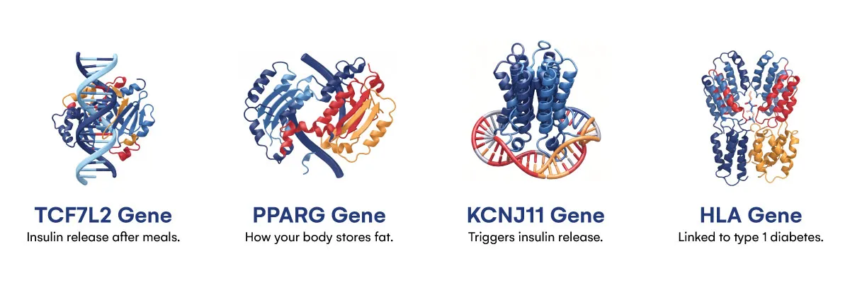 The Genes Most Often Linked to Diabetes 