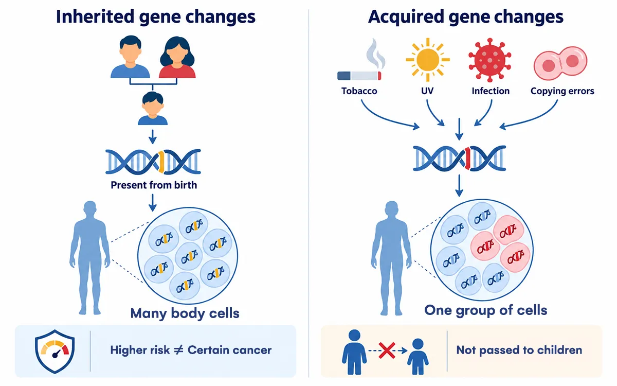 Genes Matter Cancer Starts Inside the Cell
