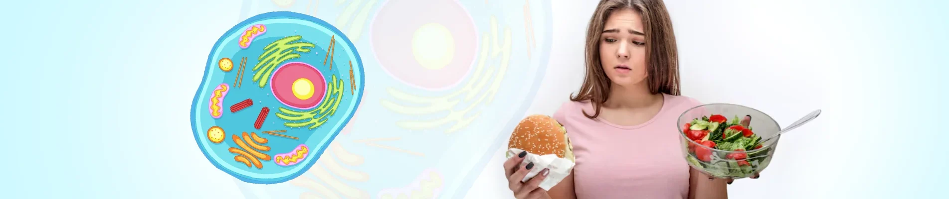 What cellular stress response means