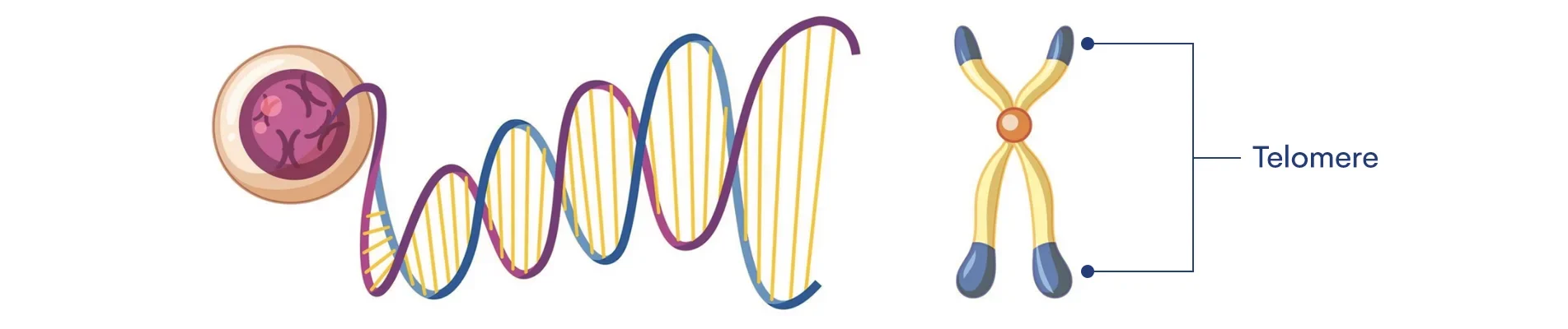 What telomere biology is