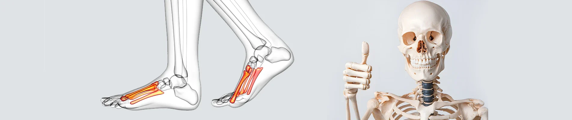 Your Skeleton’s Secrets What Are the Weakest and Smallest Bones